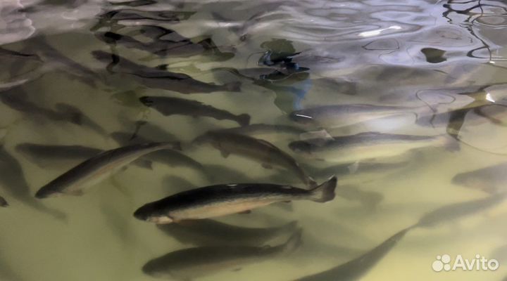 Живая форель