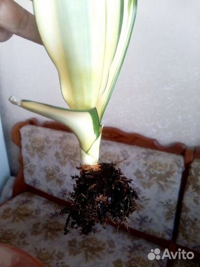 Сансевиерия сплэш, Натали, футура вар