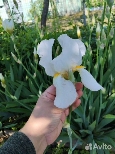 Ирисы крупные