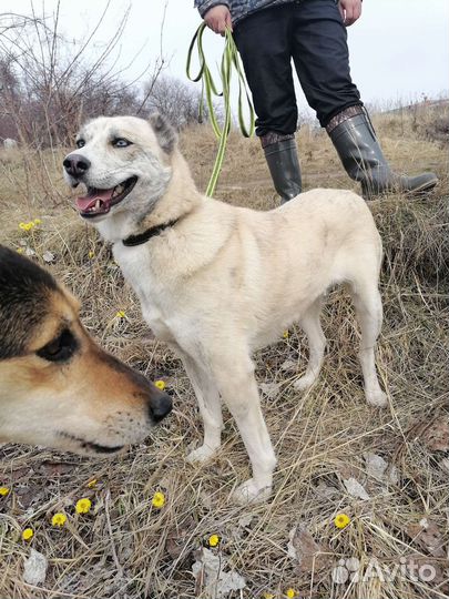 Собака друг компаньон