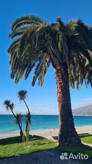 Экскурсия в Абхазию, по Сочи индивидуально