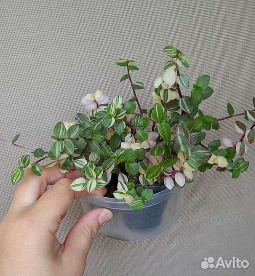 Комнатные растения