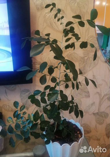 Мурайя, сингониумы