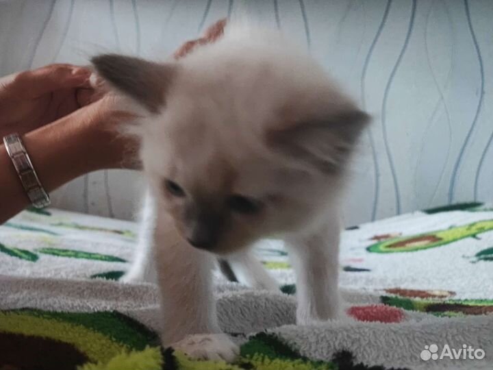 Балинезийская кошка