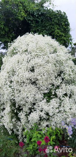 Клематис мелкоцветковый