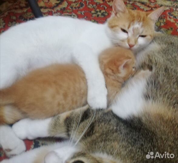 Котик 1 месяц, в добрые ручки