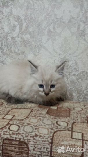 Кошки в добрые руки