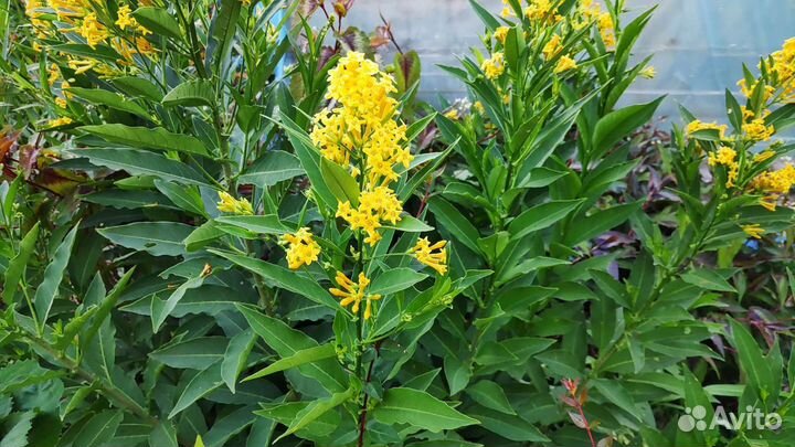 Цеструм ночной жасмин