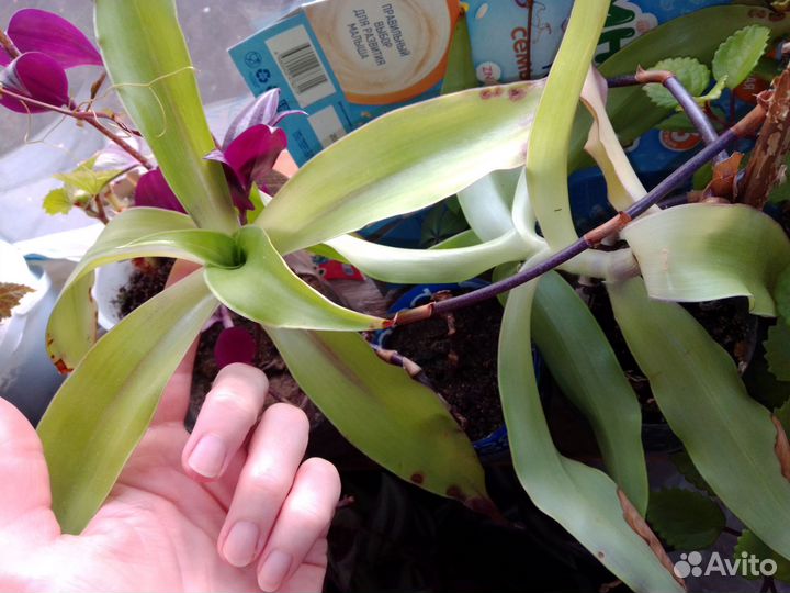 Золотой ус, каллизия, плектрантус