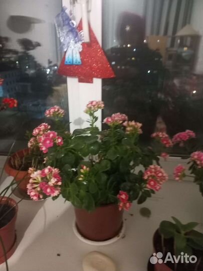 Детки цветка коланхоэ каландива