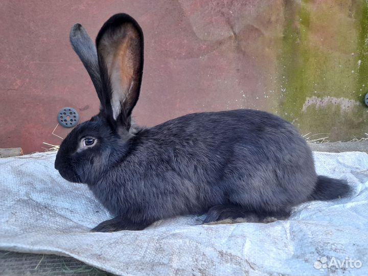 Кролики.Мясо кролика