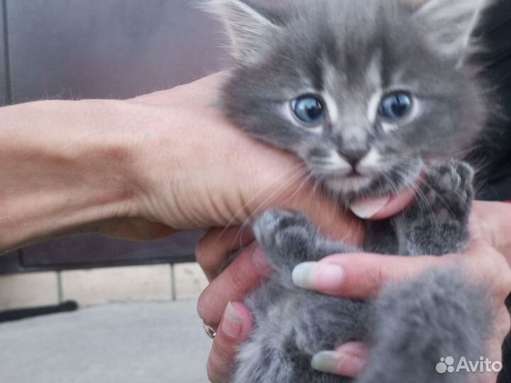 Котенок в добрые руки