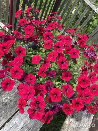 Рассада петунии