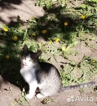 Котик в добрые руки