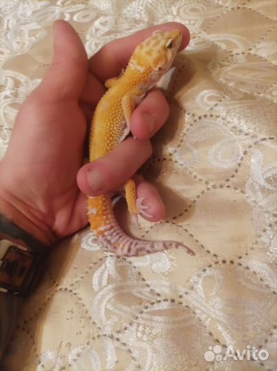 Ящерица эублефар