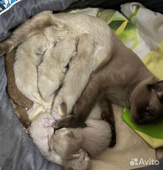 Бронирование котят европейской бурмы