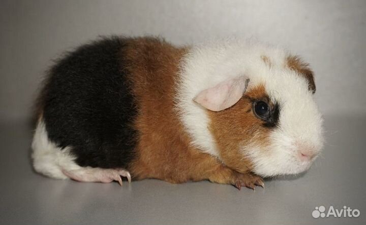 Морская свинка ам.тедди