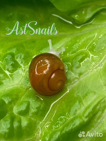 Улитки Архахатины