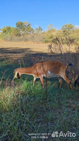 Коза нубийская