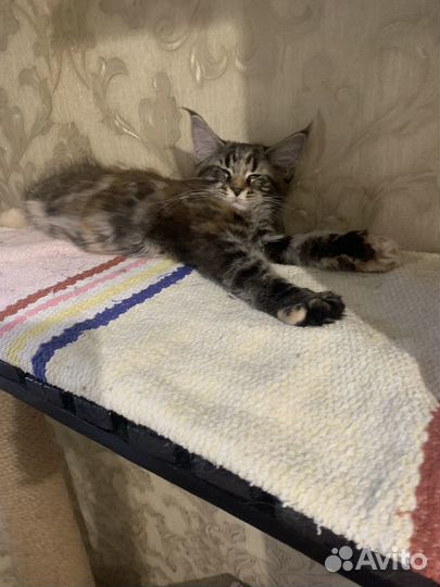 Котята мейн-кун