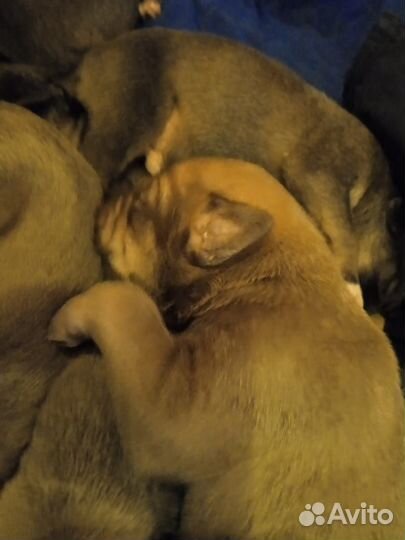 Отдам в добрые руки щенков