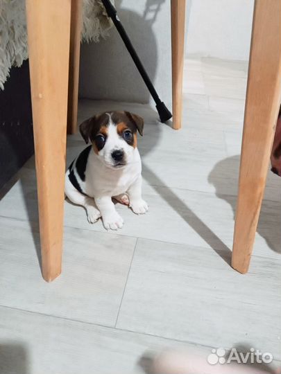 Щенки джек рассел терьер гладкошерстный