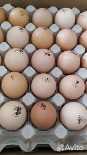 Инкубационное яйцо оптом и в розницу