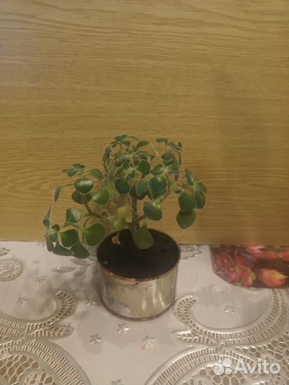 Цветы комнатные