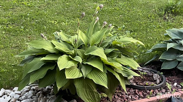 Хоста растение