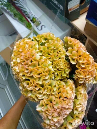 Цветы букеты с доставкой