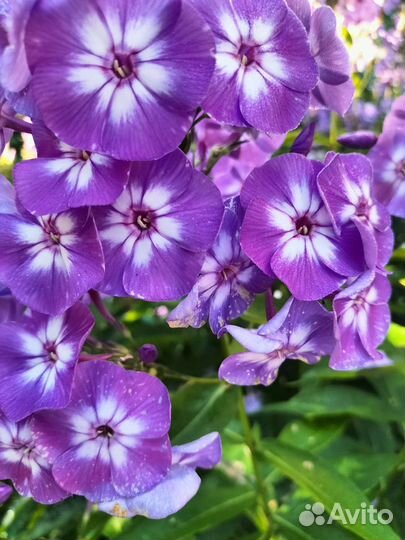 Флоксы многолетние