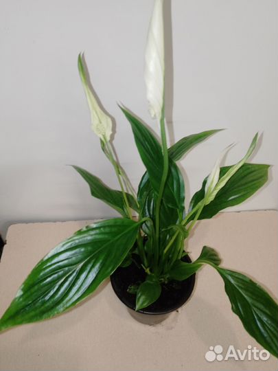 Спатифиллум