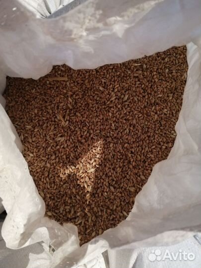 Зерно пшеница