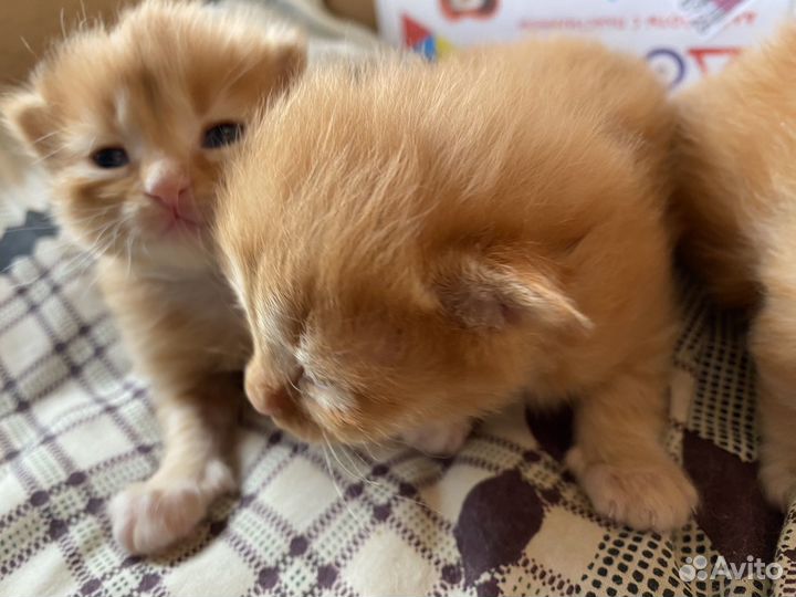 Котята ищут дом
