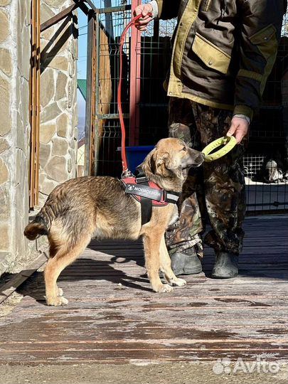 Собака в добрые руки отдам бесплатно