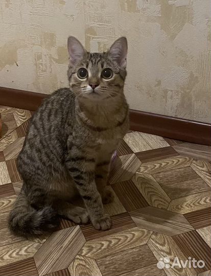 Кошечка в добрые руки