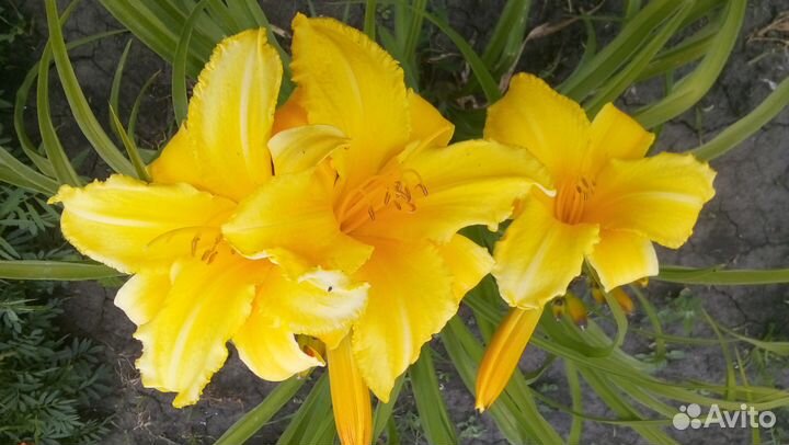 Лилейники сортовые