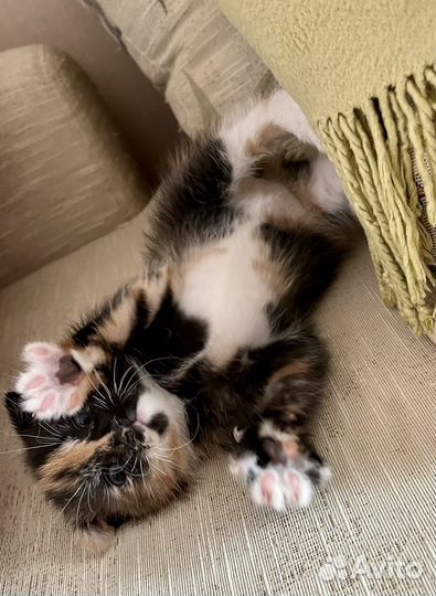 Котенок в добрые руки