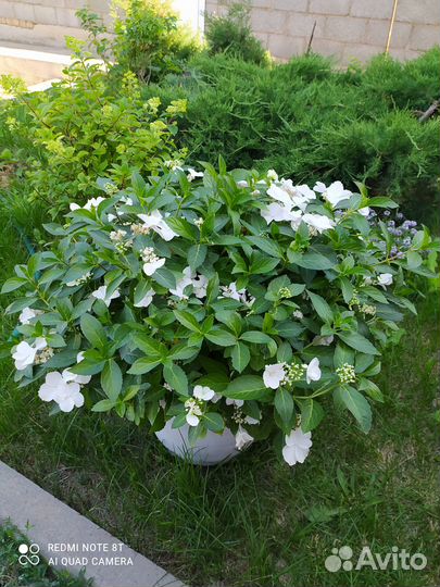 Гортензия сбежавшая невеста