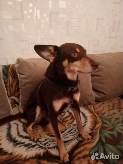 Цвергпинчер