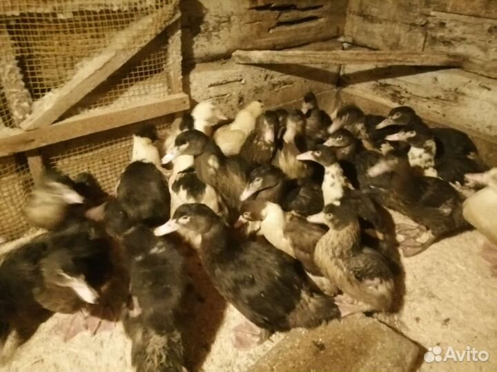 Утки селезни, индоутки