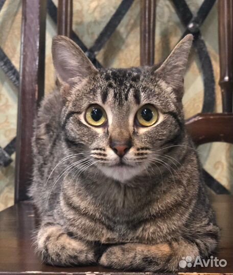 Кошечка хочет на ручки