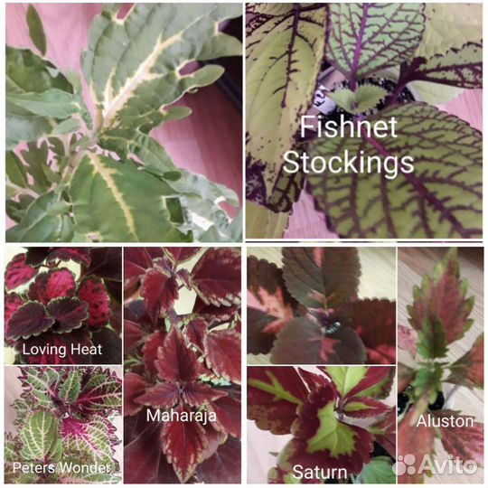 Колеусы вегетативные