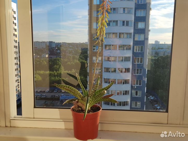 Суккуленты Gasteria sp