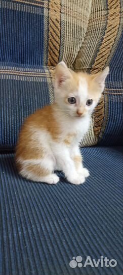 Котёнок рыжий с белым девочка