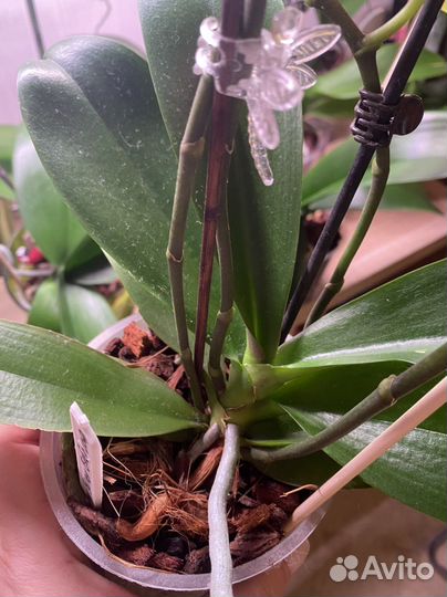 Орхидея грин бетмен Бабочка