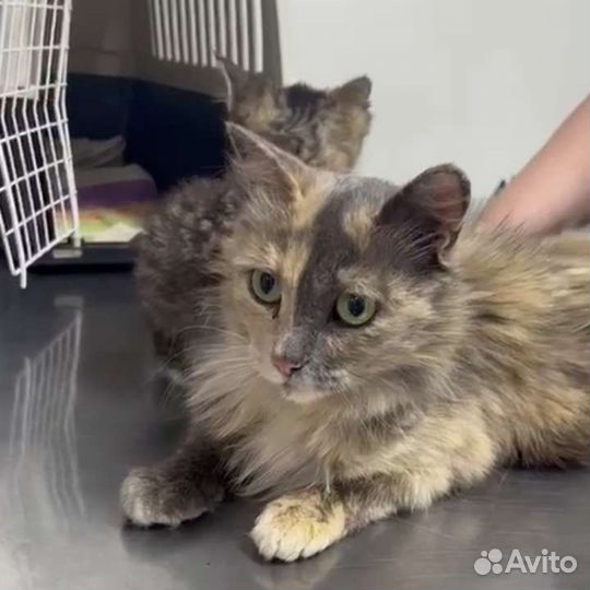 Кошечка Софа 2 года стерильная