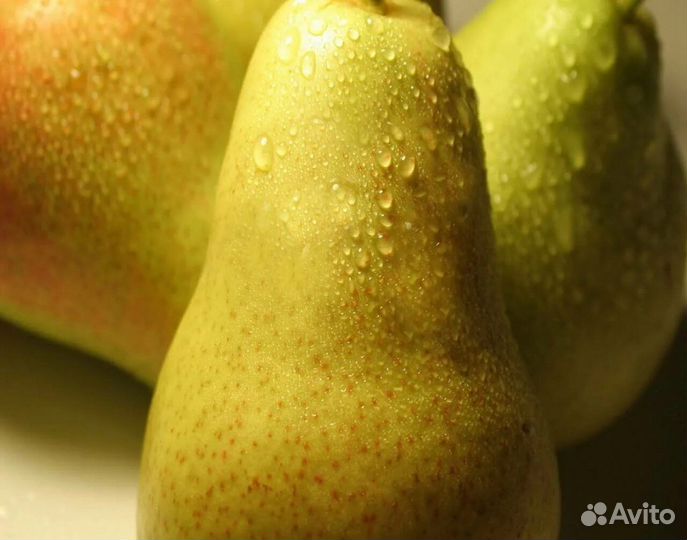 Саженцы груши красивая