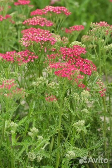 Садовые многолетники: