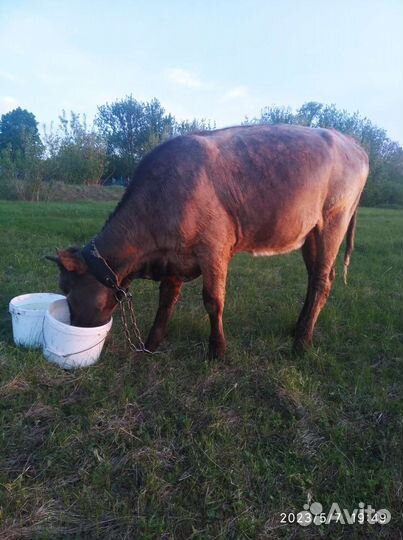 Телки годовалые,корова,телята